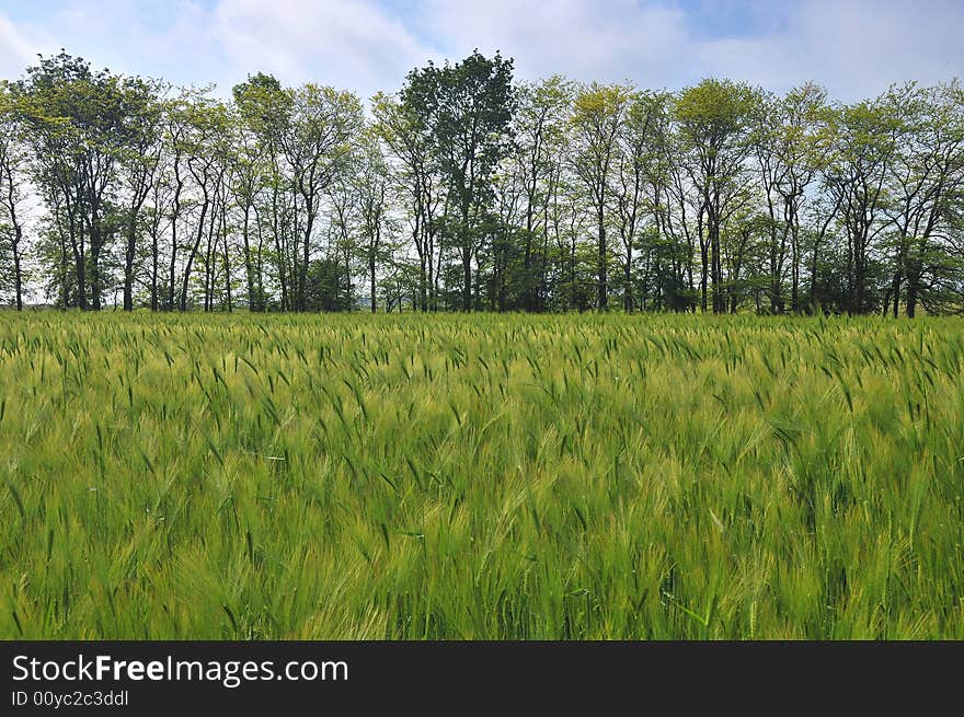 The green field and white cloud. The green field and white cloud