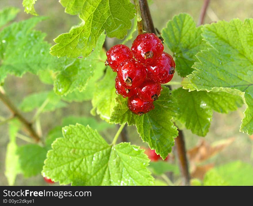 7 redberrires on a bush. Localization: Poland, Bydgoszcz. 7 redberrires on a bush. Localization: Poland, Bydgoszcz