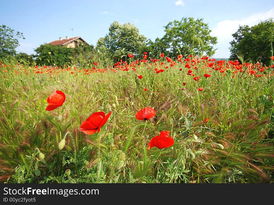 Poppy Field