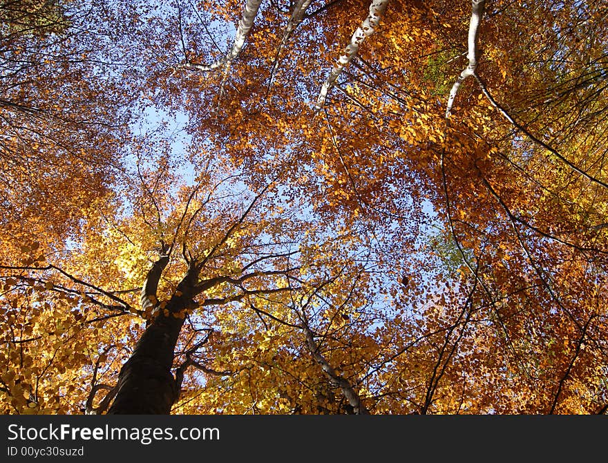 Leaves in autumn are really colorful