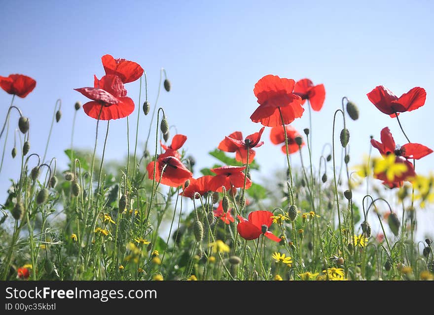 Poppy field