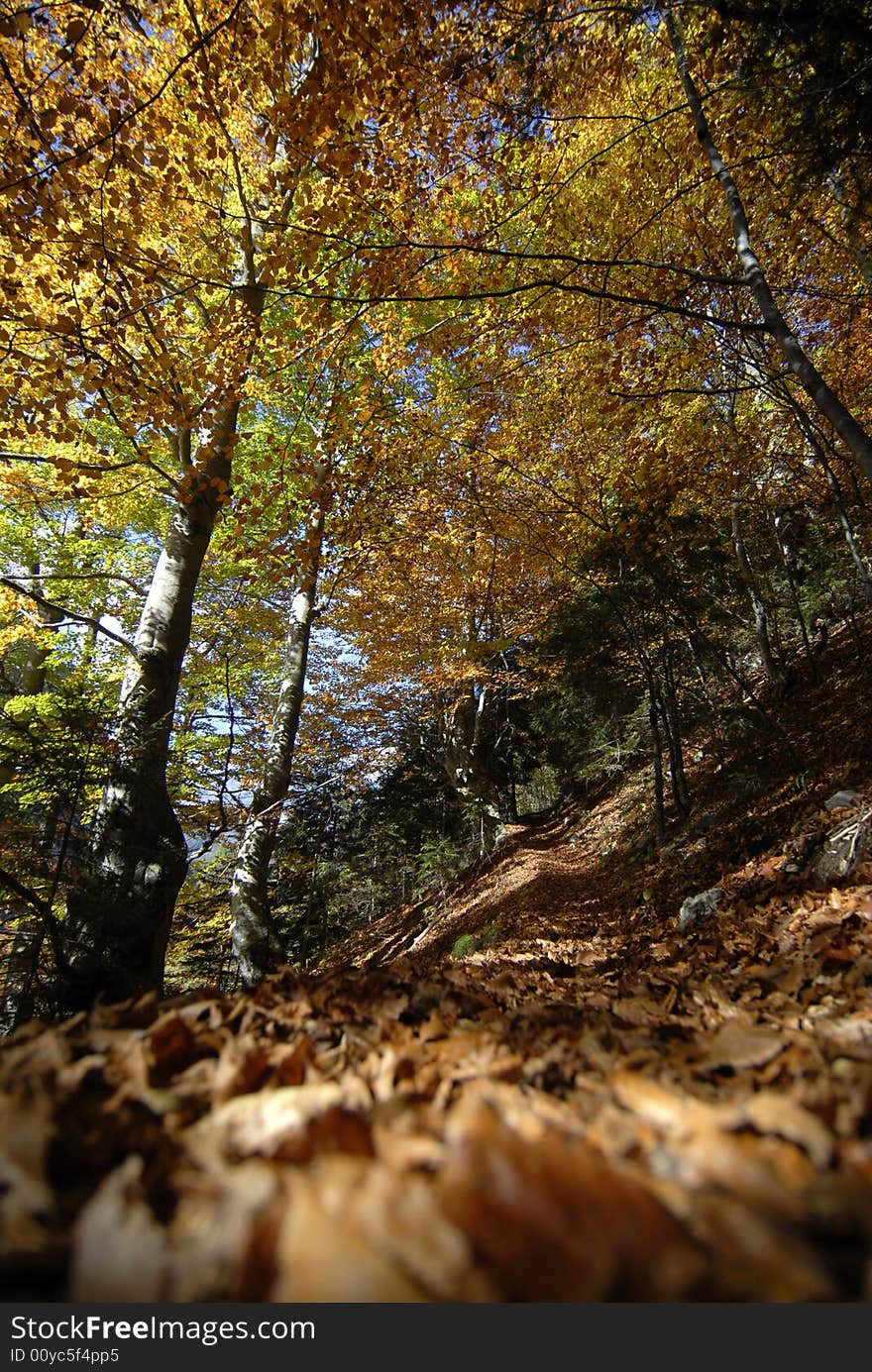 Autumn forests are the most colorful in the year