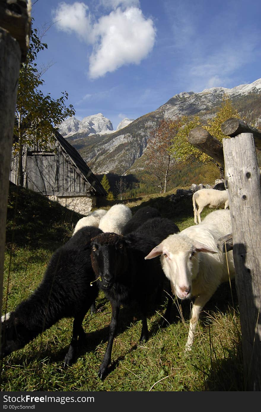 Black and white sheep on a pasture surrounded by beautiful rocky Julian Alps. Black and white sheep on a pasture surrounded by beautiful rocky Julian Alps