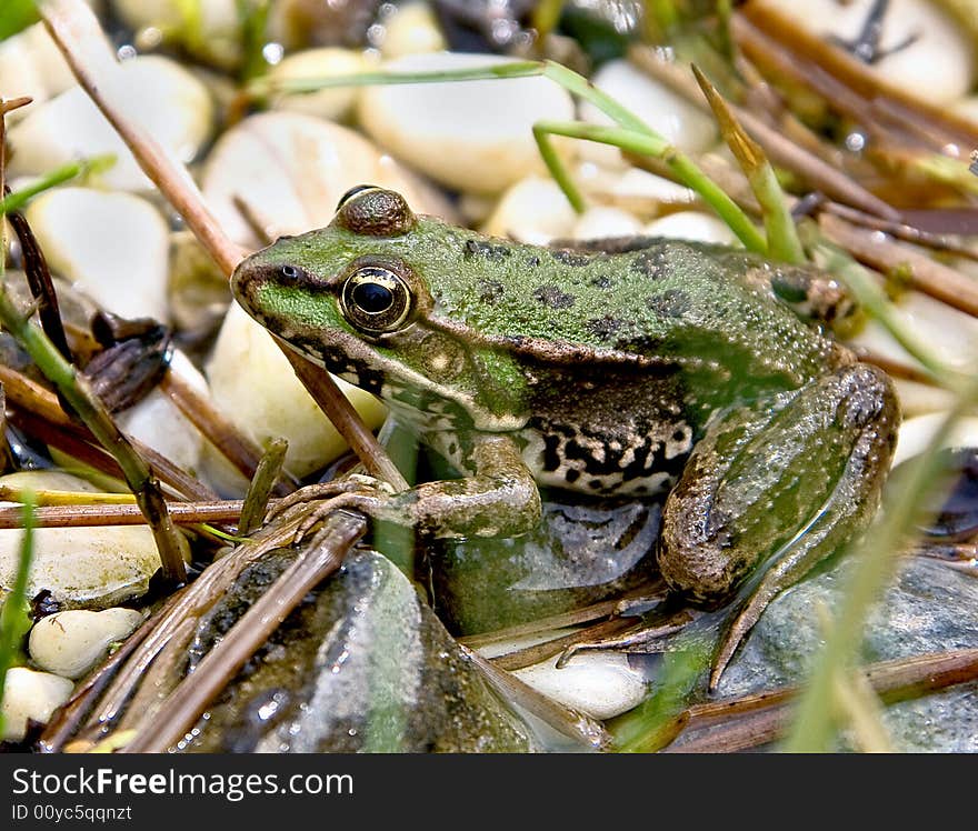 Portrait of common green frog. Portrait of common green frog