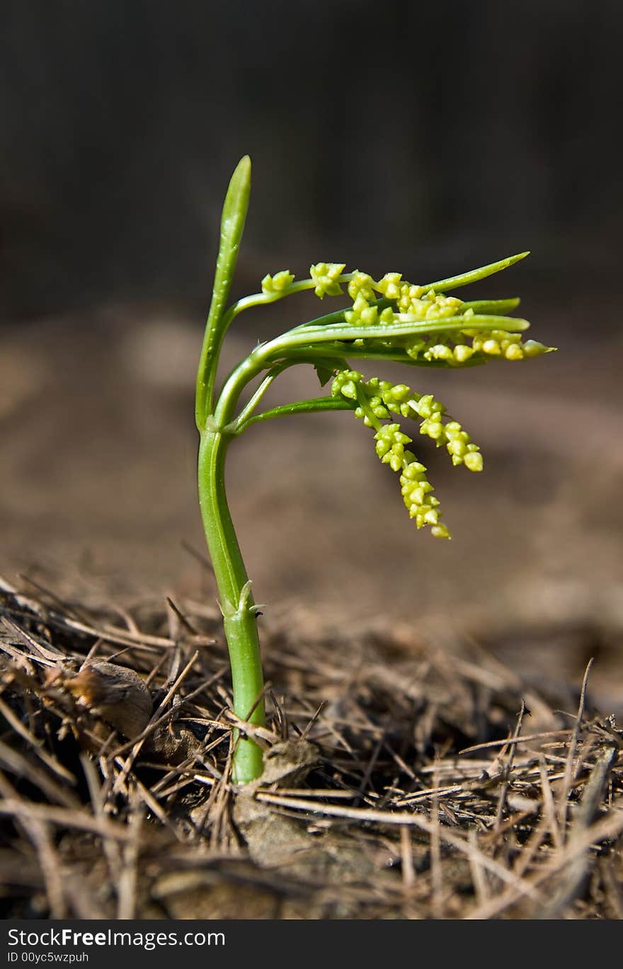 The close-up of a sprout in the spring