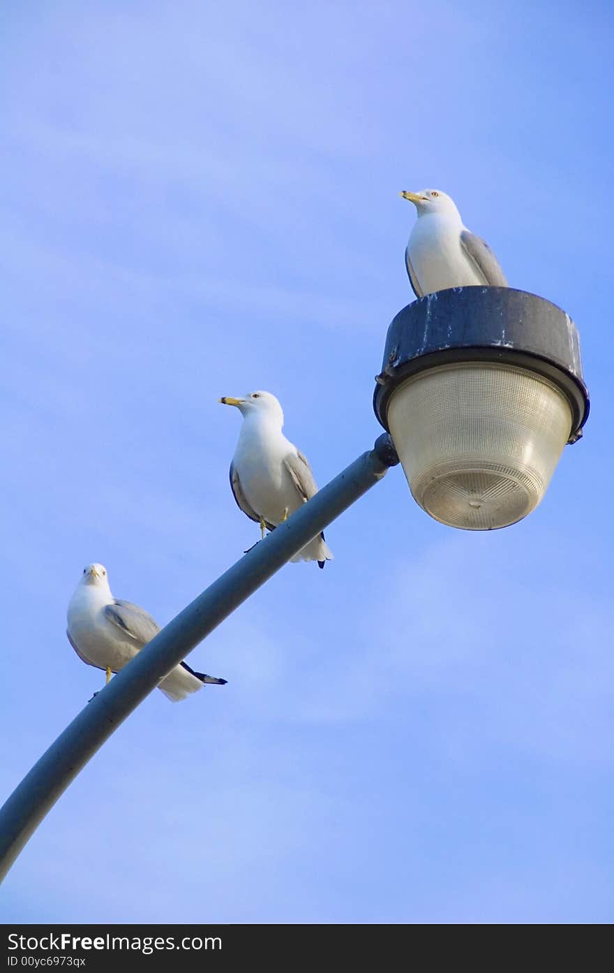 Three Seagulls on top Light Pole