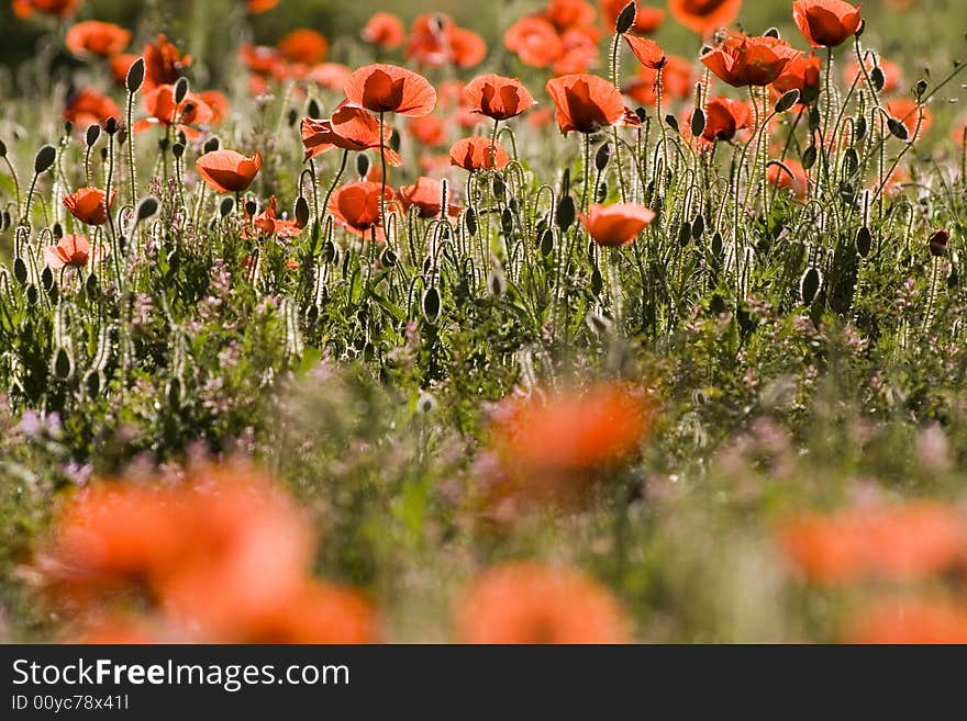 Poppy field