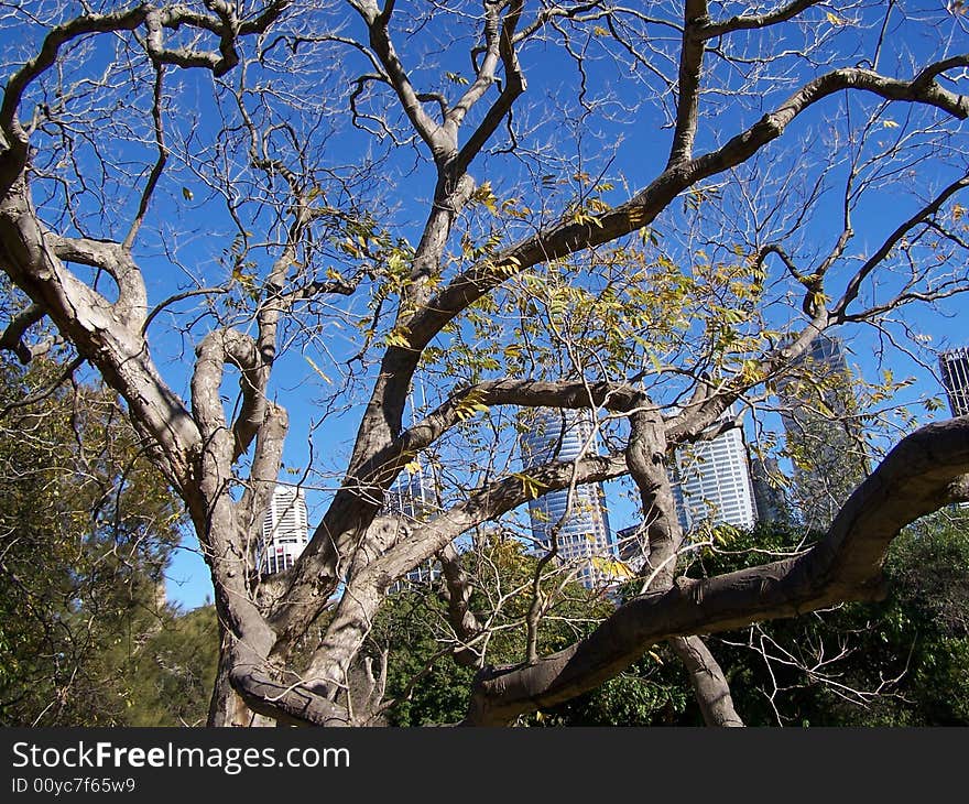 Tree in Sydney bothanic garden. Tree in Sydney bothanic garden