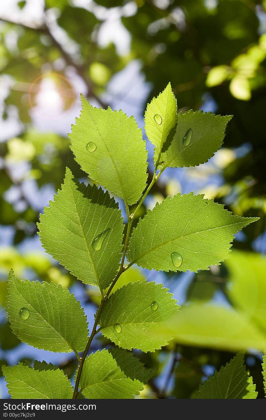 Water drops over green leaves on a tree