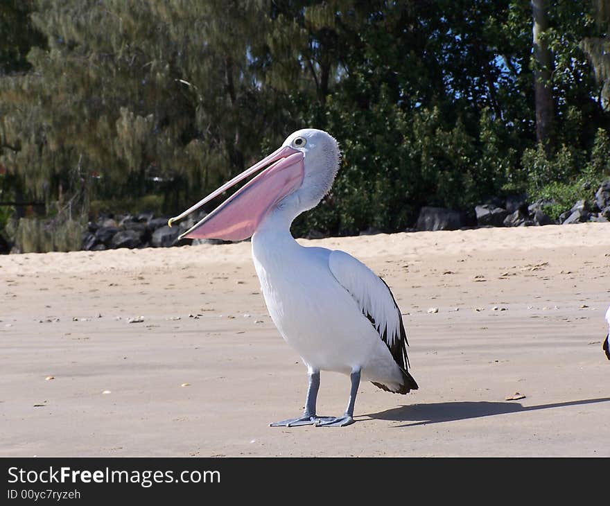 Pelican