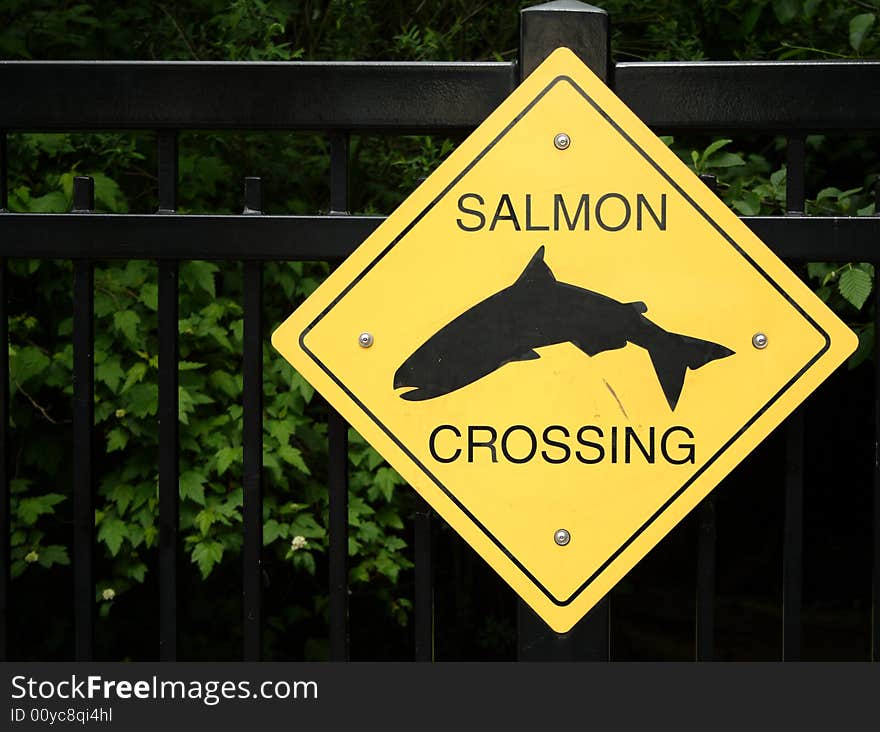 Salmon crossing