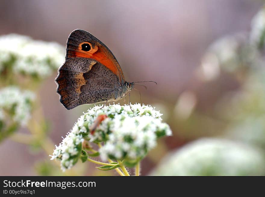 Close-up shot of a butterfly on a flower