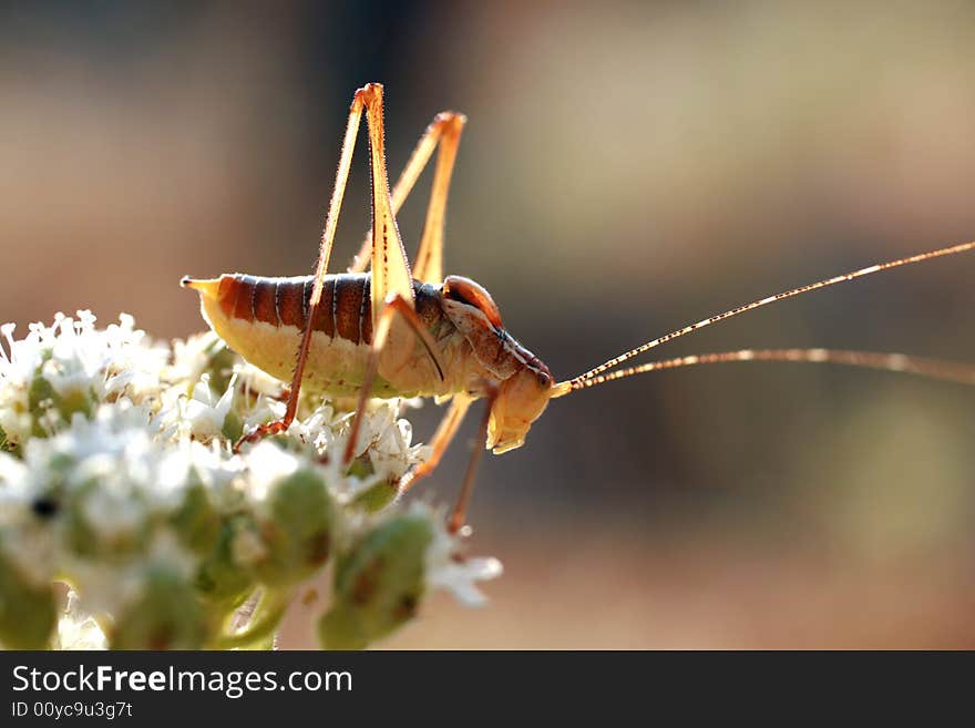 Grasshopper on a flower