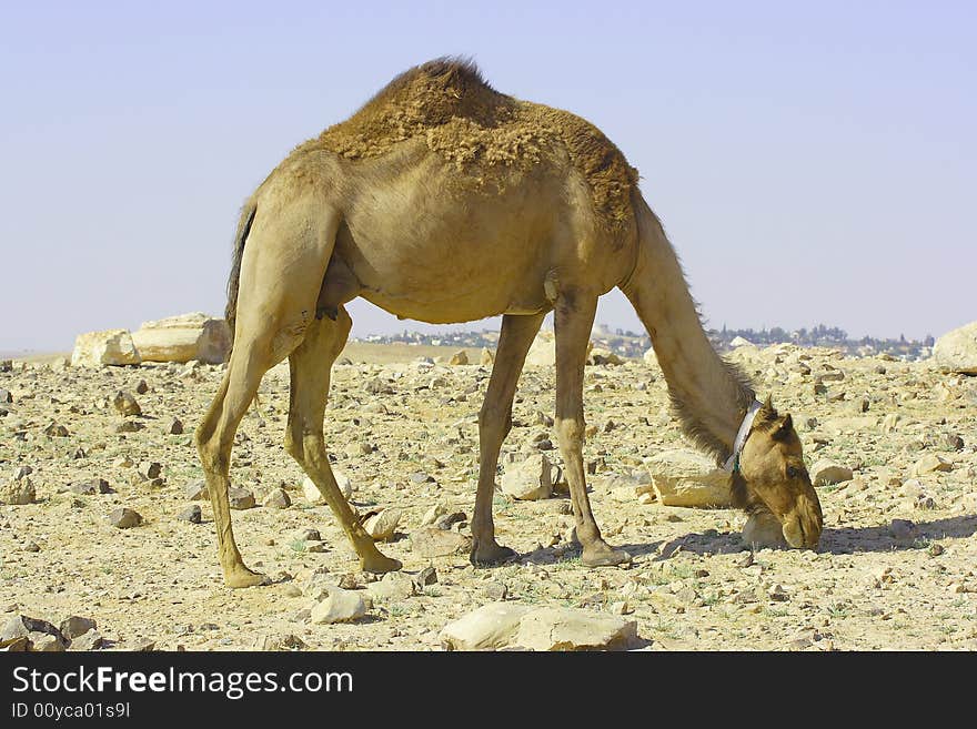 Camel in Judean desert