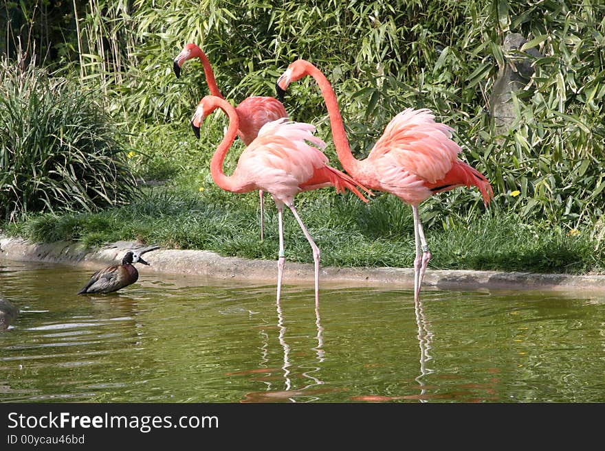 Pink flamingos