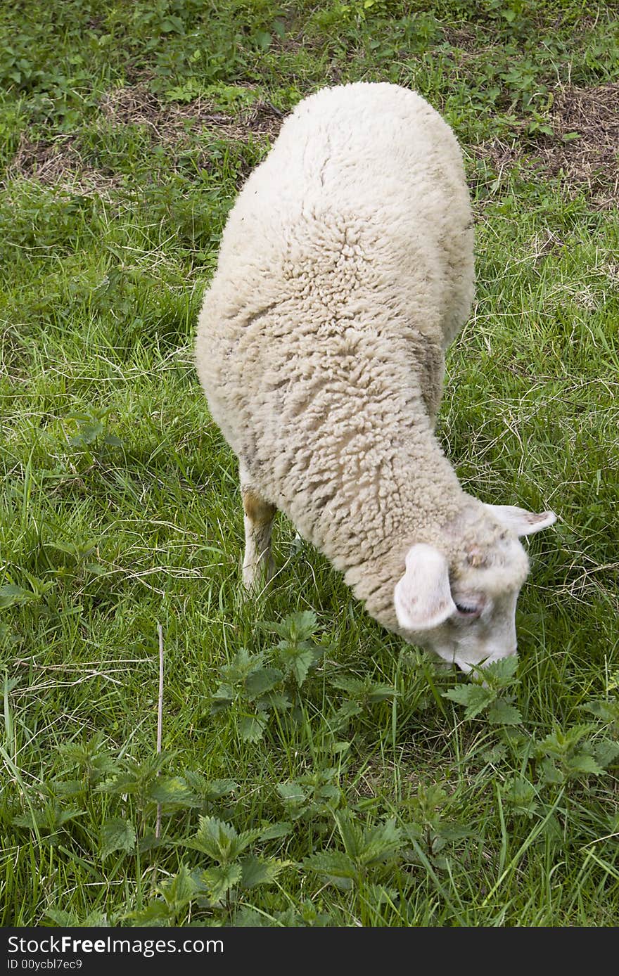 The little sheep eating grass. The little sheep eating grass