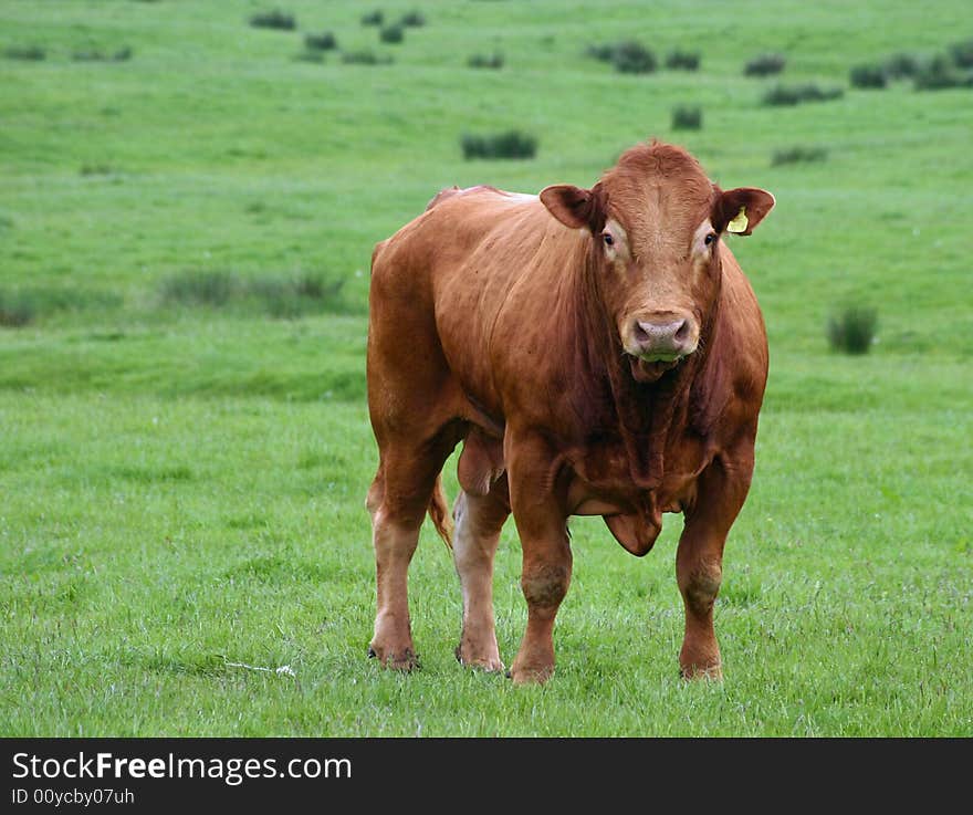 Big brown bull in a field. Big brown bull in a field