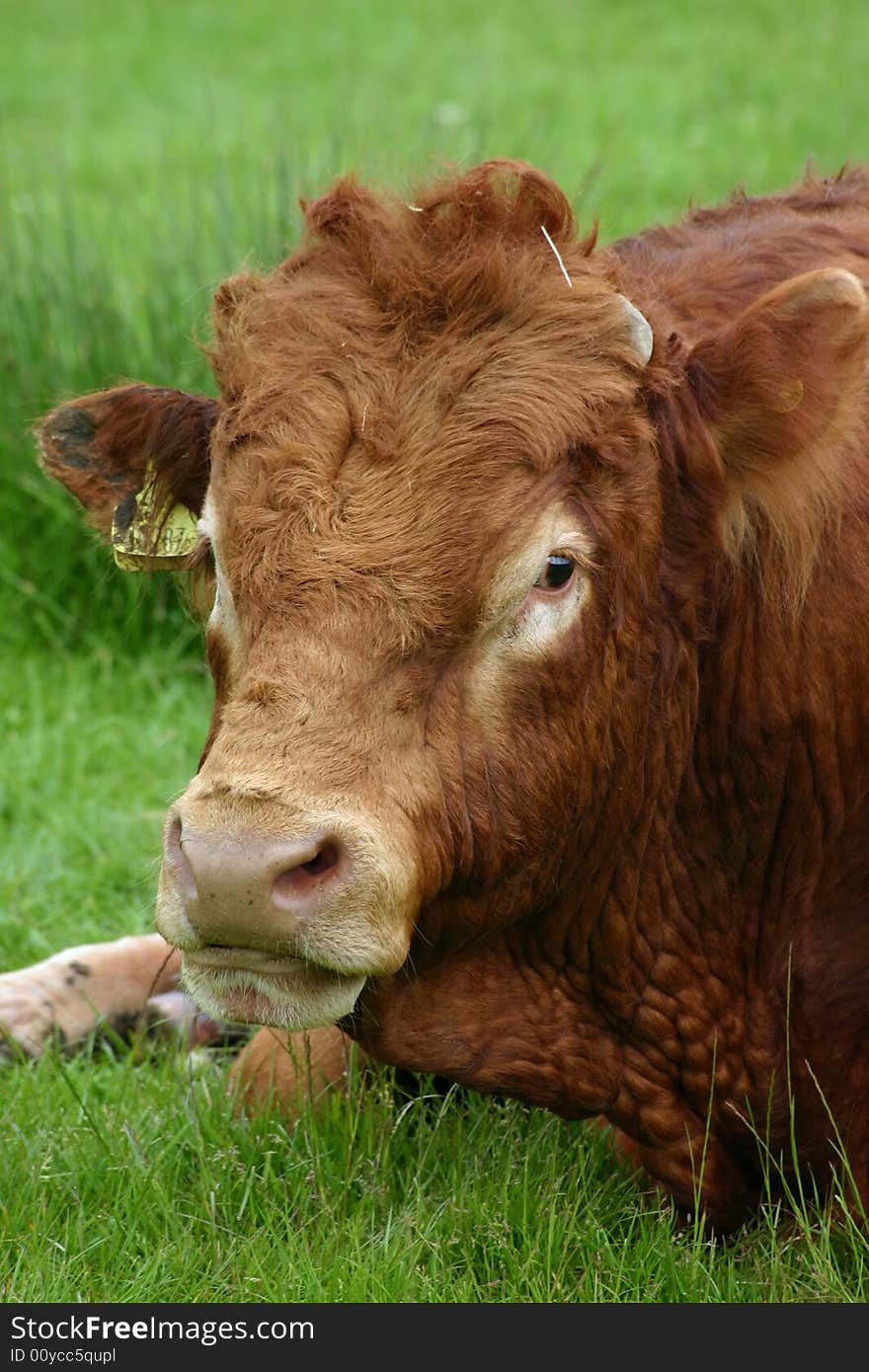 Big brown bull in a field. Big brown bull in a field