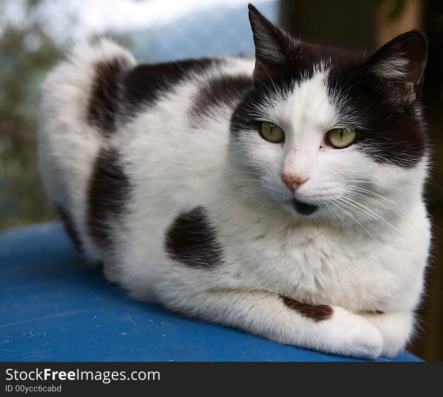 Portrait of european female cat. Portrait of european female cat