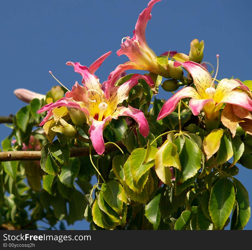 Exotic tree in full blossom. Exotic tree in full blossom