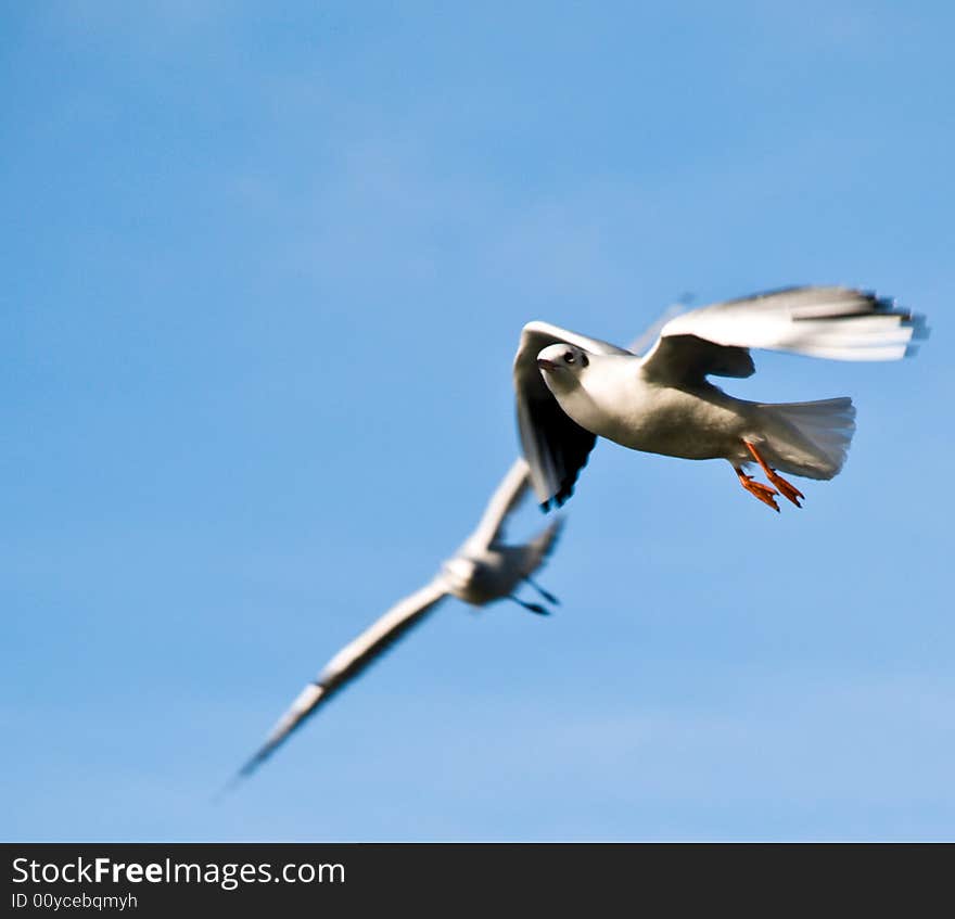 Gulls In Flight