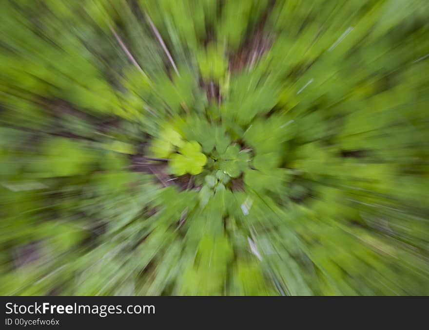 Zoom effect over clover covered ground. Zoom effect over clover covered ground