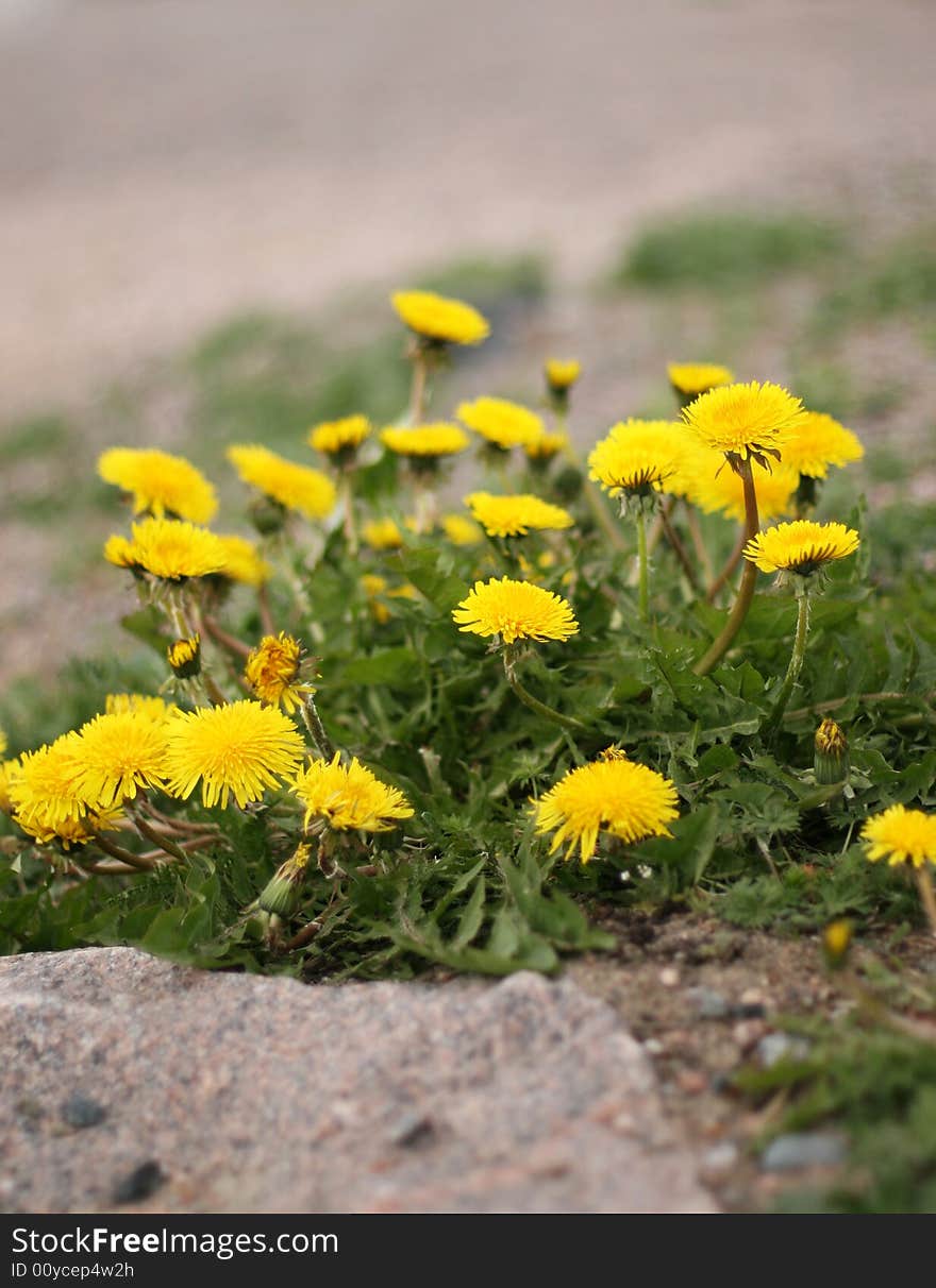 Dandelions growing in harsh surroundings. Dandelions growing in harsh surroundings