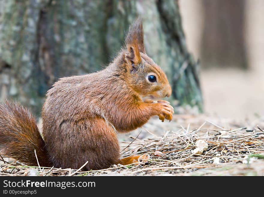 Photo of the now rare species of ed squirrel. Photo of the now rare species of ed squirrel