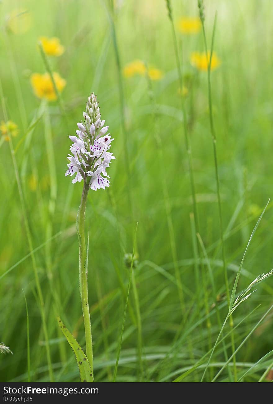 A wild spotted orchid growing in a meadow with buttercups. A wild spotted orchid growing in a meadow with buttercups.