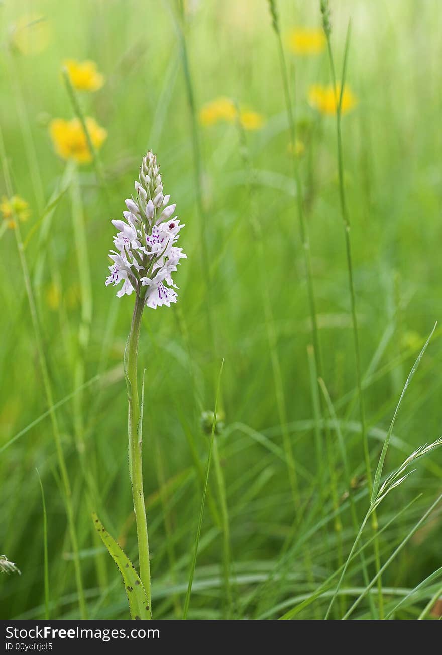 Wild Orchid in a Meadow