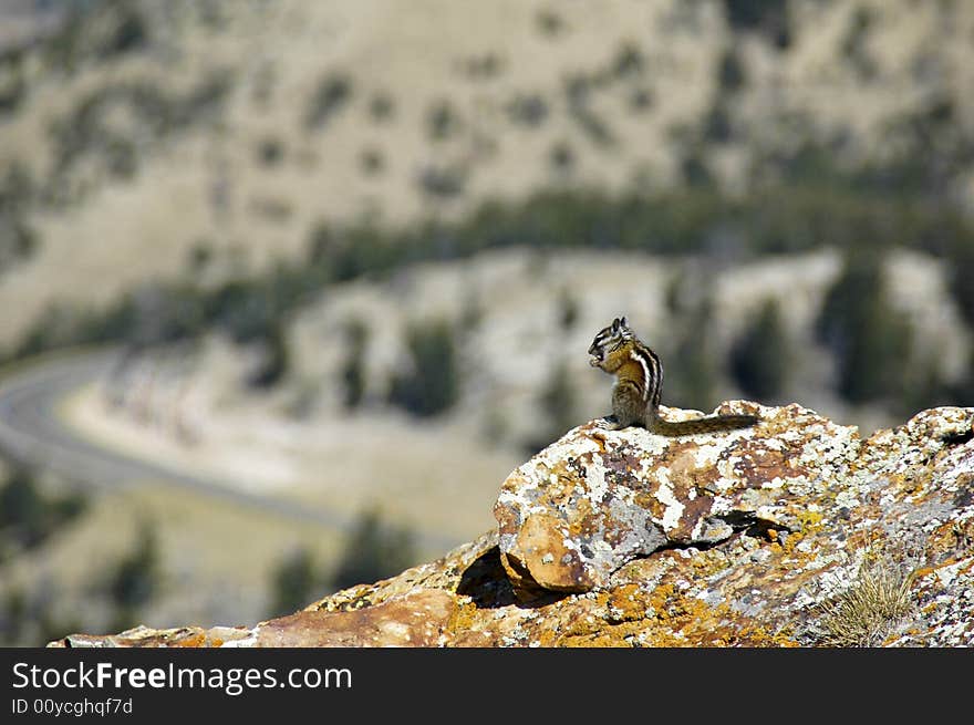 Chipmunk eating with a great view. Chipmunk eating with a great view