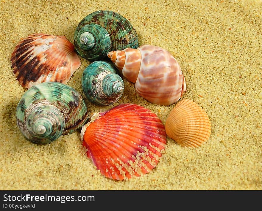 Seashells and sand