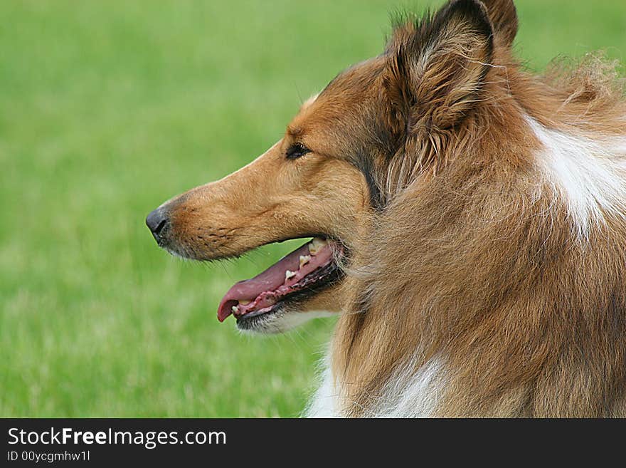 Collie