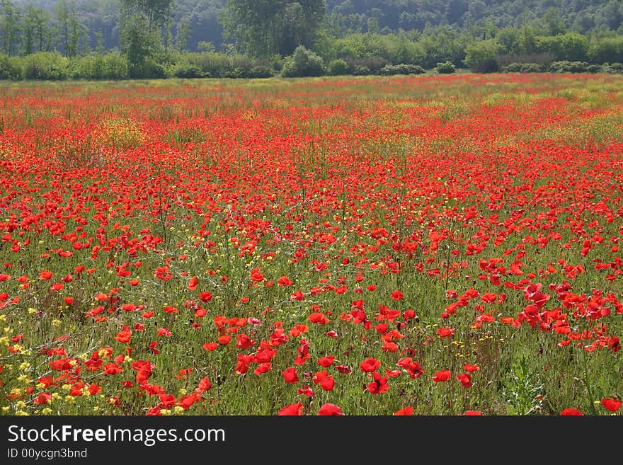 Field of poppies