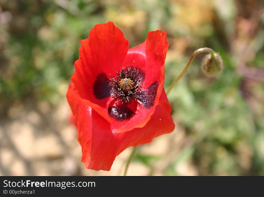 Poppy flower in a field in Tuscany, Italy