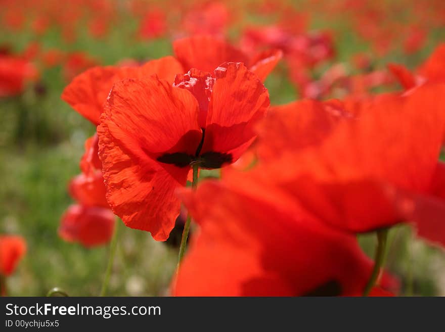 Bright red poppy flower in Tuscany, Italy. Bright red poppy flower in Tuscany, Italy