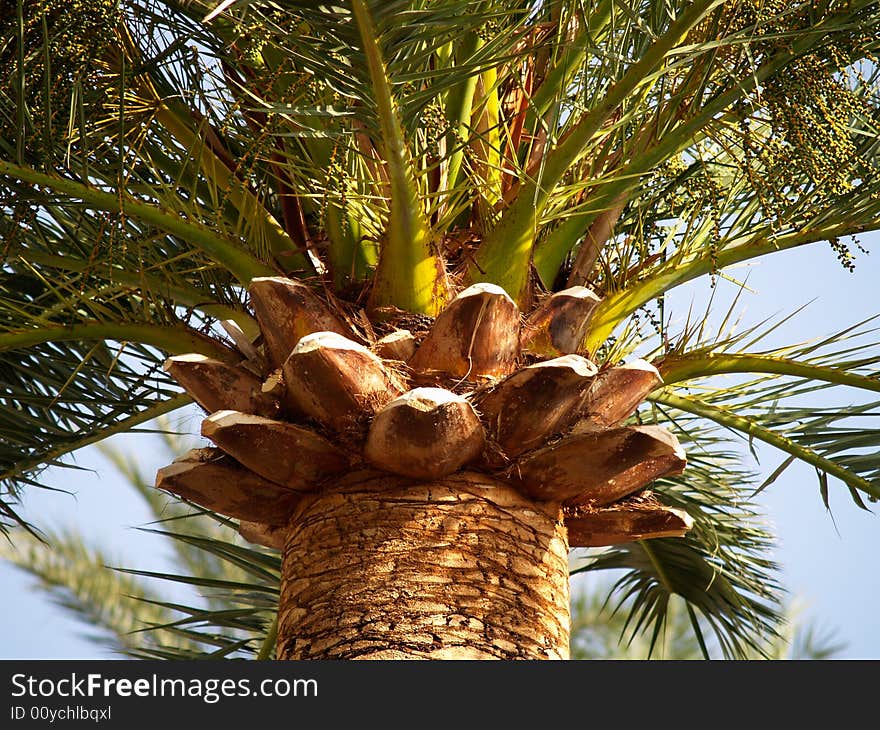 Detail of a palm tree. Detail of a palm tree