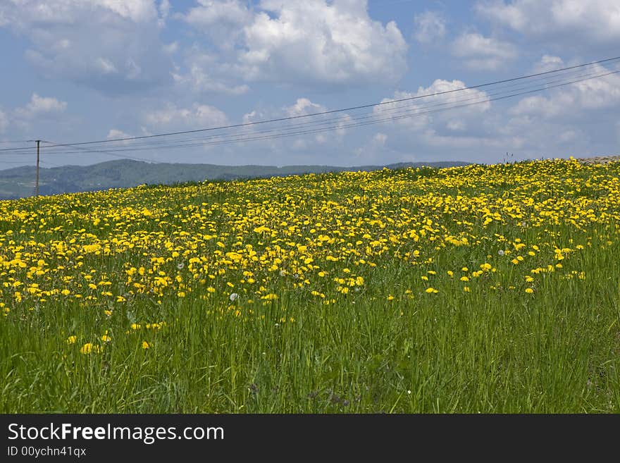 Green Field and yellow flowers tree