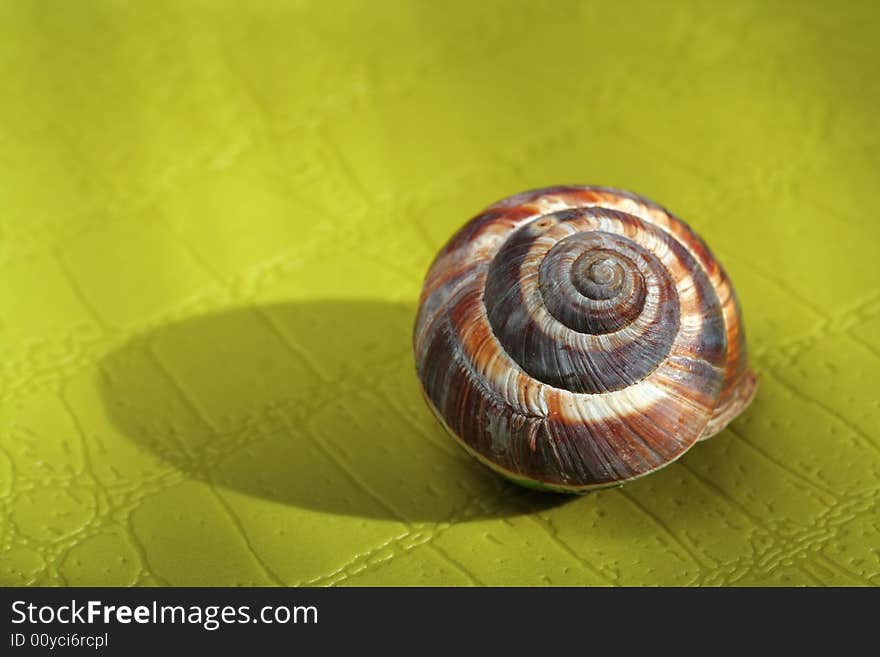 Empty Snail Shell on green background