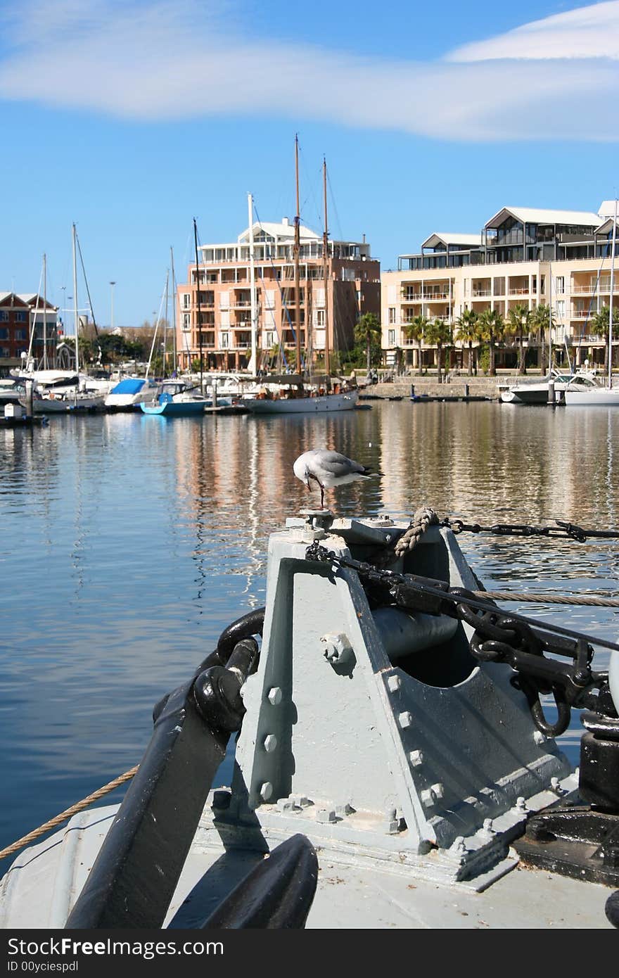 Seagull on boat in a Cape Town Harbor, South Africa