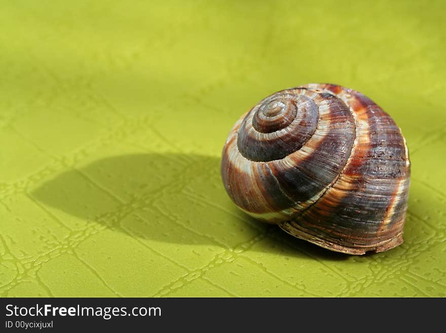 Empty Snail shell on green surface