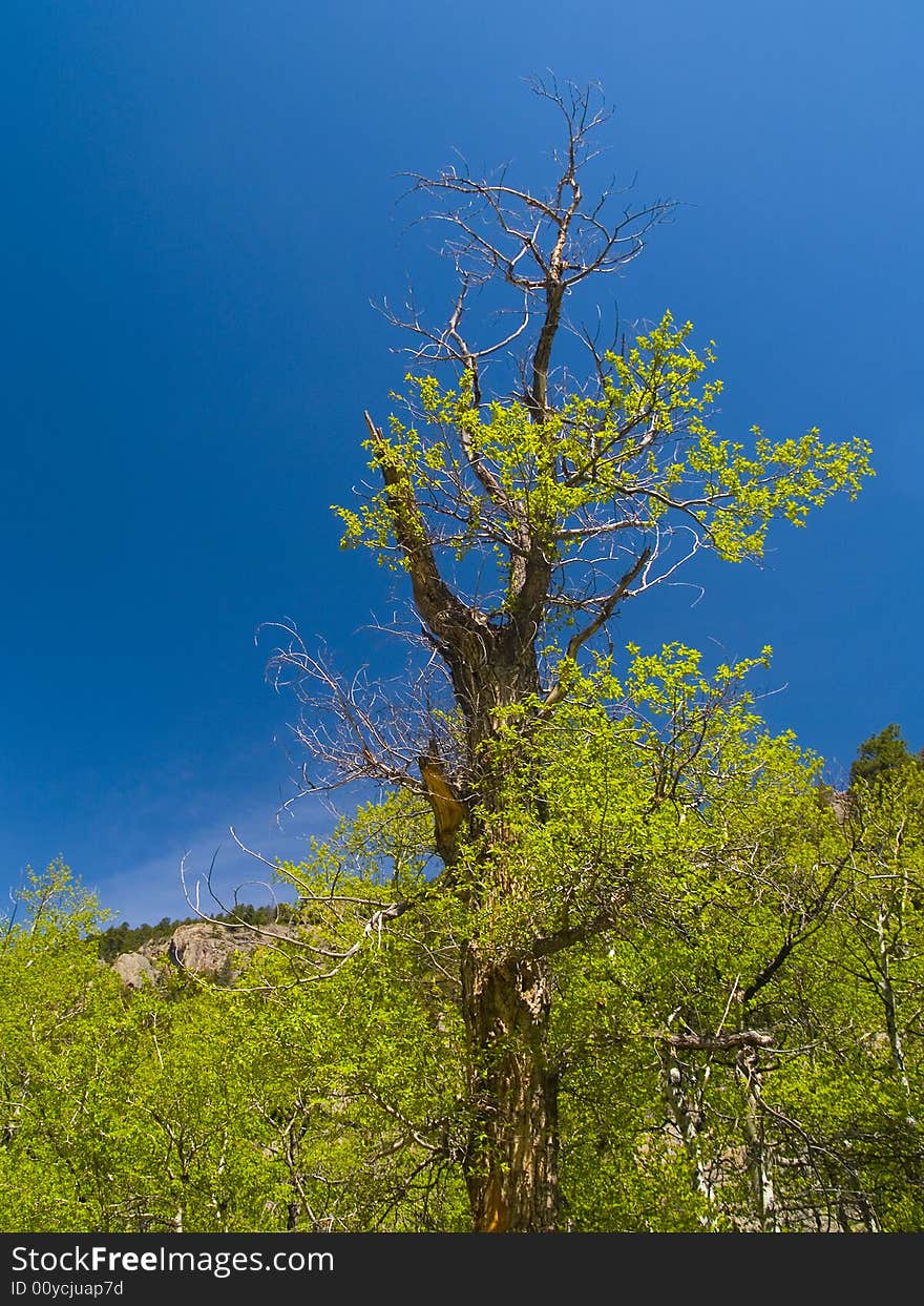 An old tree in a spring forest under a deep blue sky. An old tree in a spring forest under a deep blue sky.