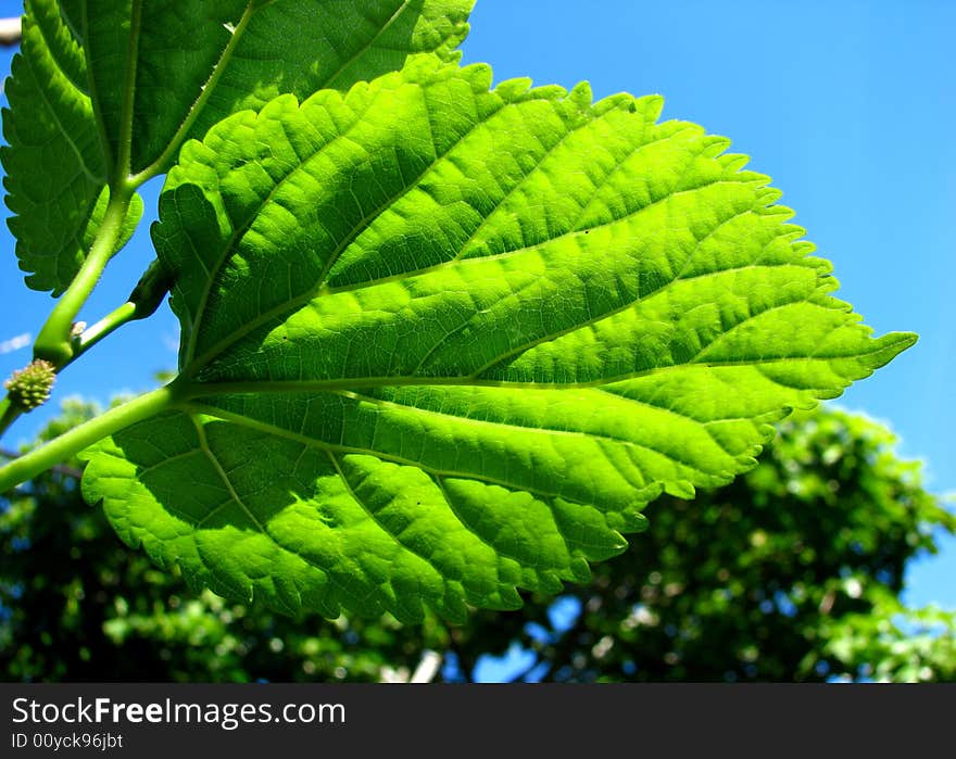 Green Leaf