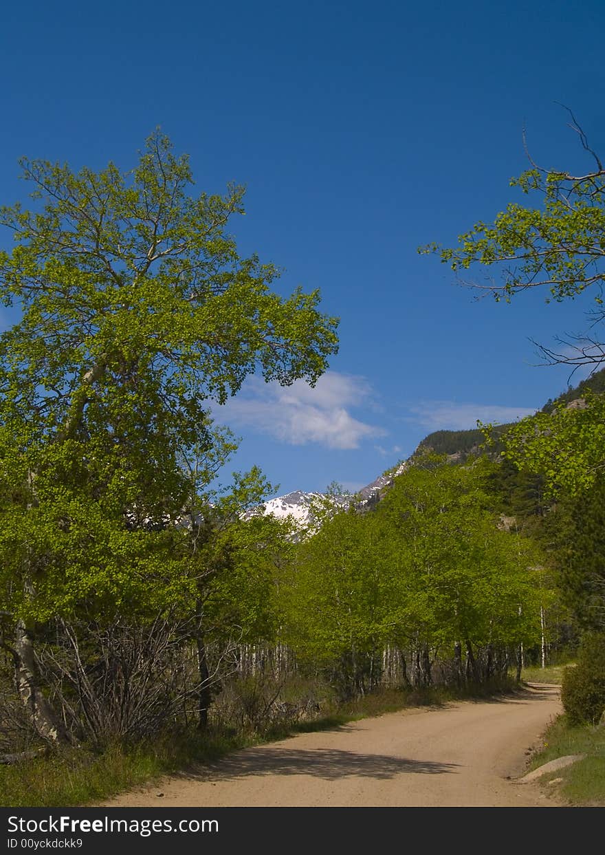 Spring Trees Framing Mountain