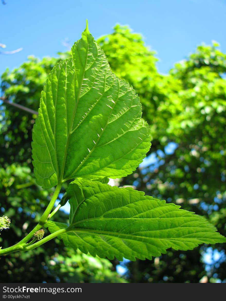 Close-up texture green leaves