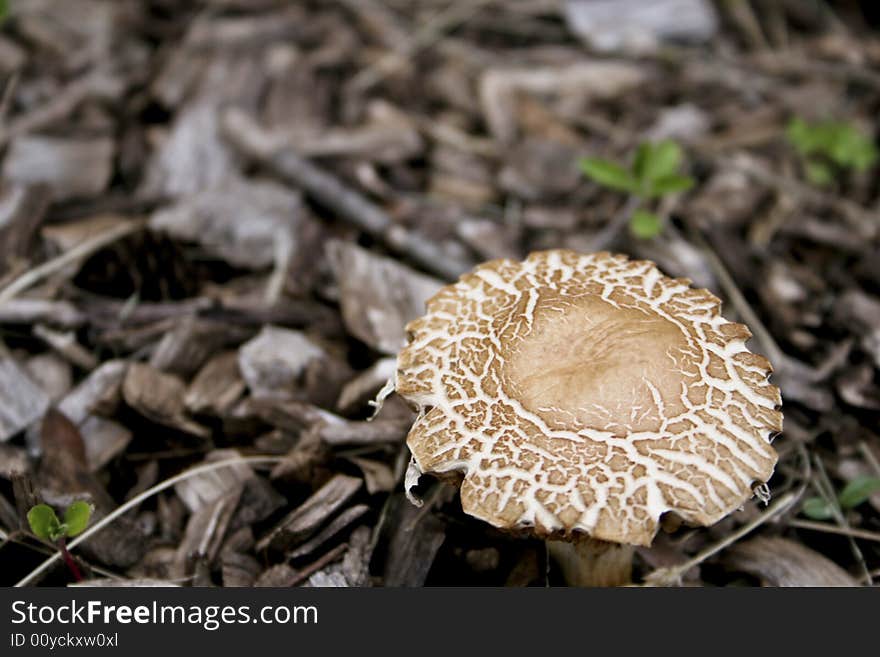 Wild mushroom in the mulch