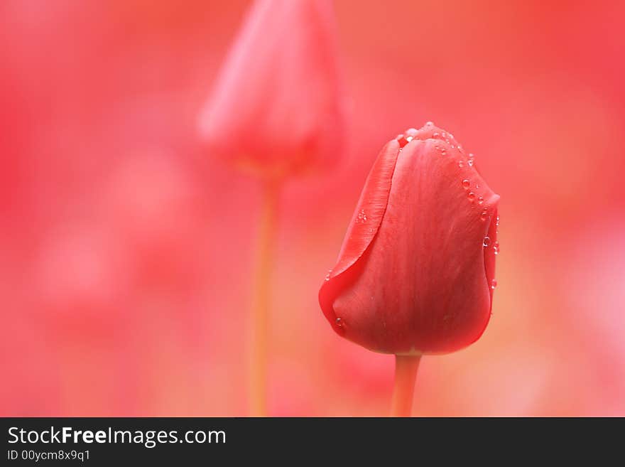 The pink tulips can be used for a congratulatory card or for a background