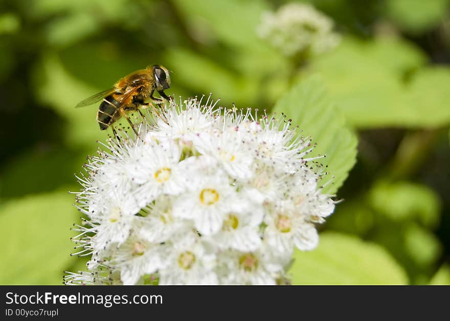 Honey bee feeding