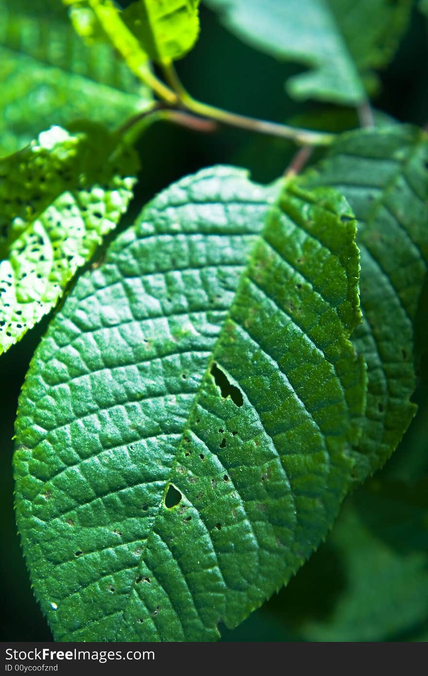 A green leaf in a close up