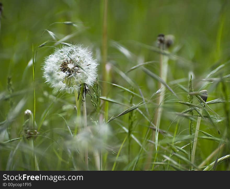 Dandelion And Grasses